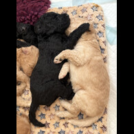 Labradoodle - Both
