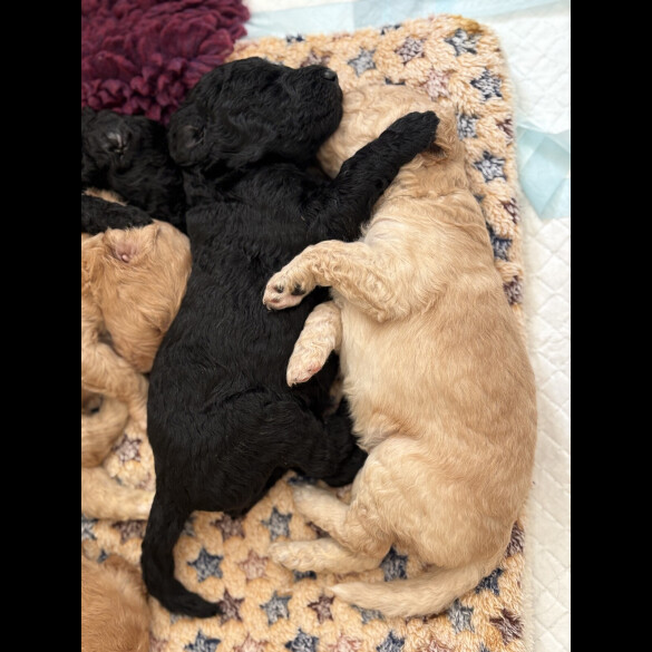 Labradoodle - Both