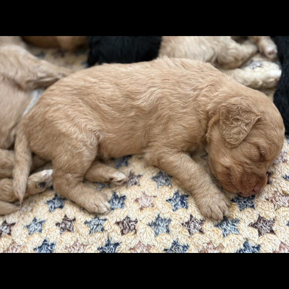 Labradoodle - Both