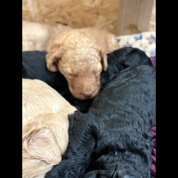 Labradoodle - Both