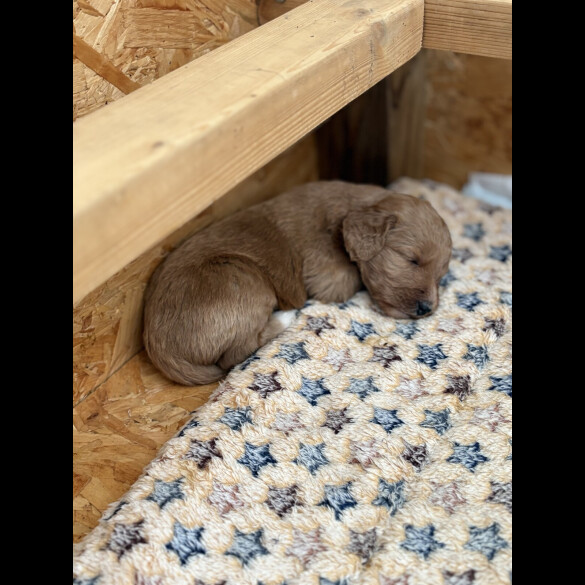 Labradoodle - Both