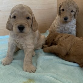 Labradoodle - Both