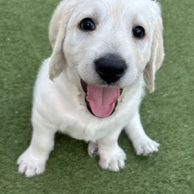 Labradoodle - Both