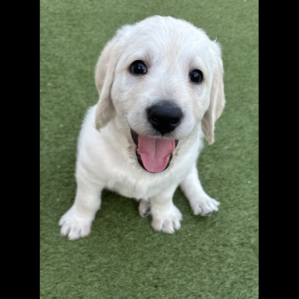 Labradoodle - Both
