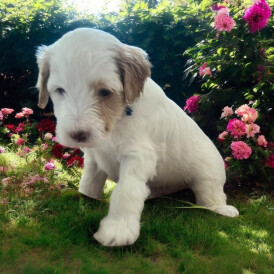 Labradoodle - Dogs
