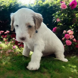 Labradoodle - Dogs