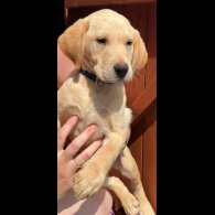 Labrador Retriever - Dogs