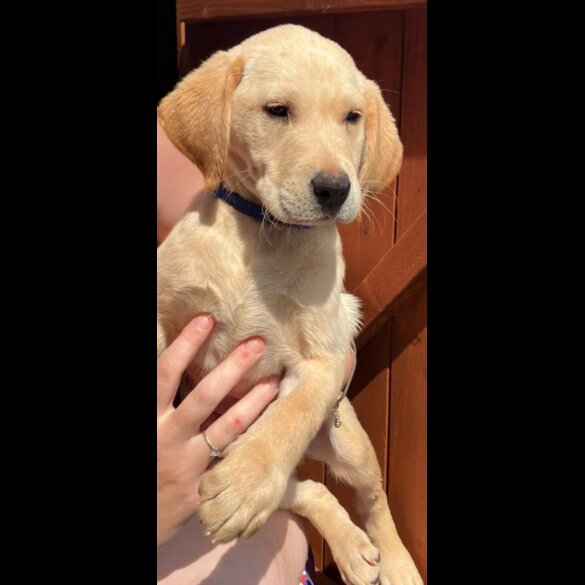 Labrador Retriever - Dogs