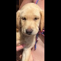 Labrador Retriever - Dogs