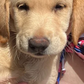 Labrador Retriever - Dogs