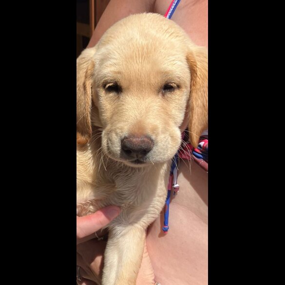 Labrador Retriever - Dogs