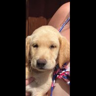 Labrador Retriever - Dogs