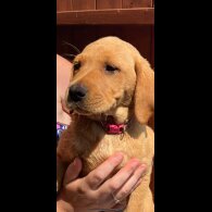 Labrador Retriever - Dogs