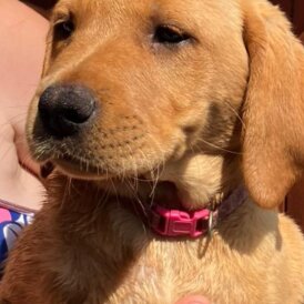 Labrador Retriever - Dogs