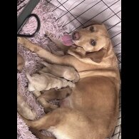 Labrador Retriever - Dogs