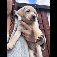 Labrador Retriever - Dogs