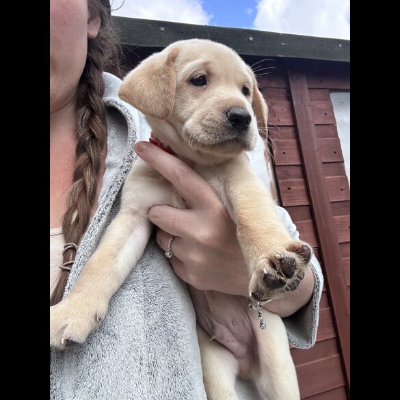 Labrador Retriever - Dogs