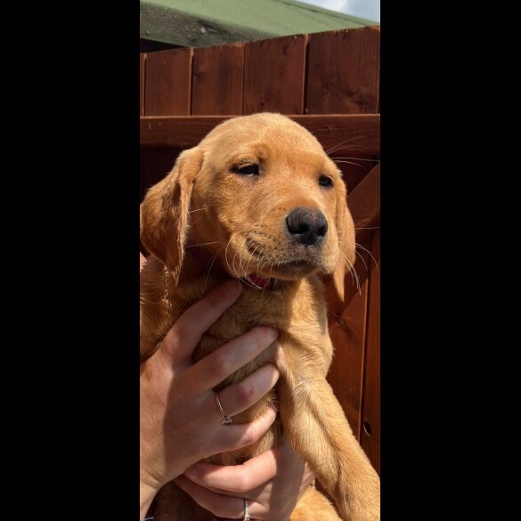 Labrador Retriever - Dogs