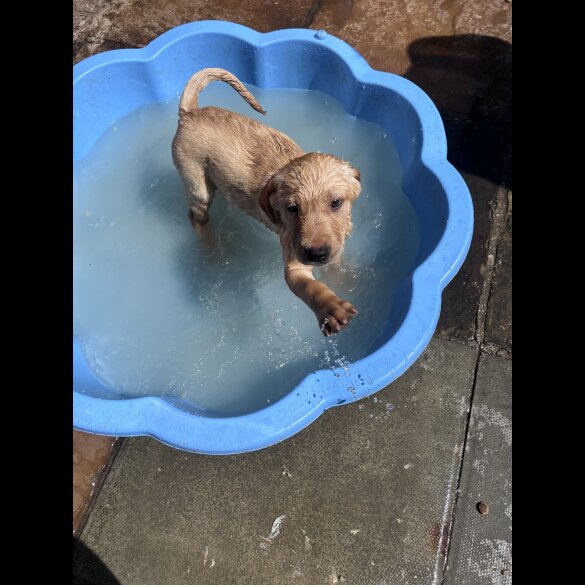 Labrador Retriever - Dogs