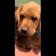 Labrador Retriever - Dogs