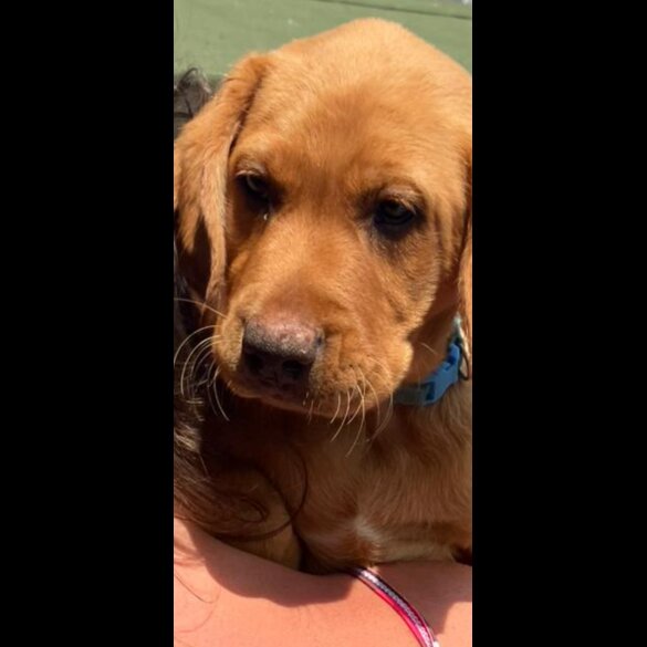 Labrador Retriever - Dogs