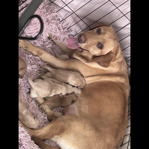 Labrador Retriever - Dogs