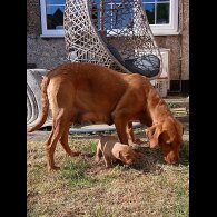 Labrador Retriever - Both