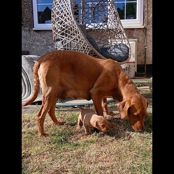 Labrador Retriever - Both