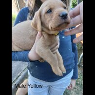 Labrador Retriever - Both