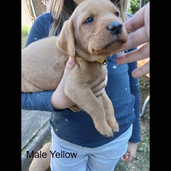 Labrador Retriever - Both