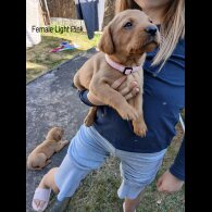 Labrador Retriever - Both
