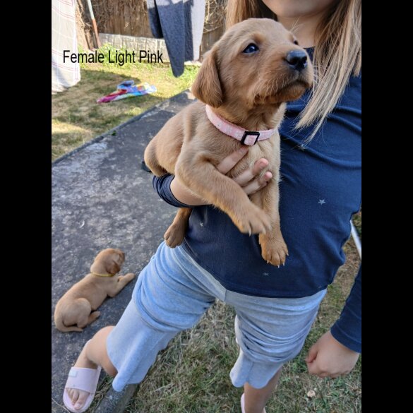 Labrador Retriever - Both