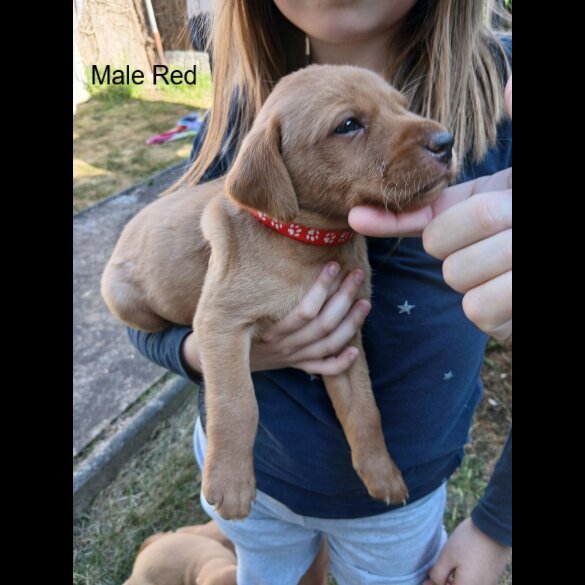 Labrador Retriever - Both