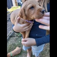 Labrador Retriever - Both