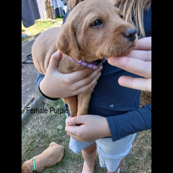 Labrador Retriever - Both