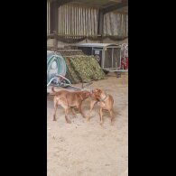 Labrador Retriever - Both