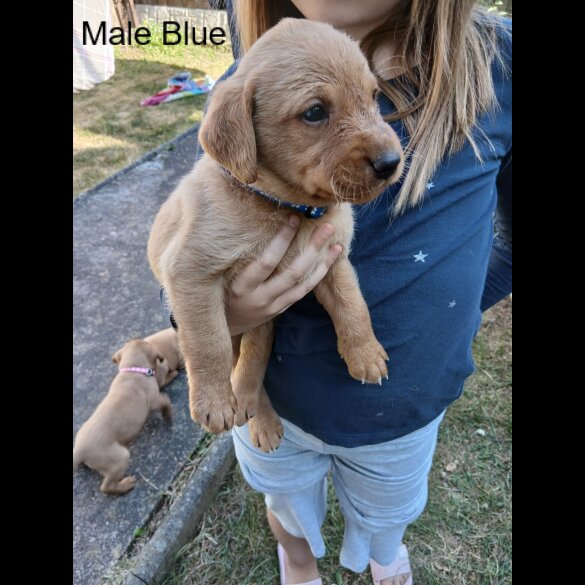 Labrador Retriever - Both