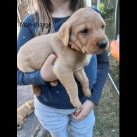 Labrador Retriever - Both