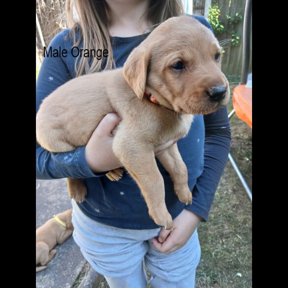 Labrador Retriever - Both