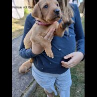 Labrador Retriever - Both