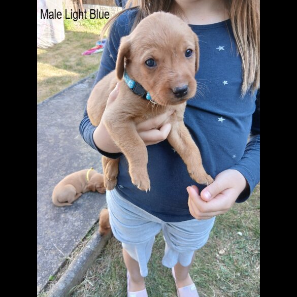 Labrador Retriever - Both