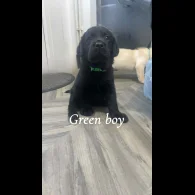 Labrador Retriever - Both