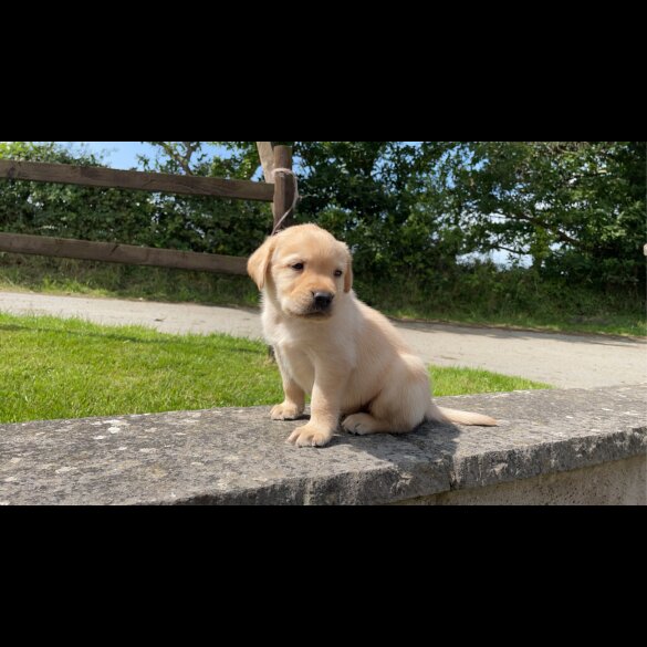 Labrador Retriever - Both