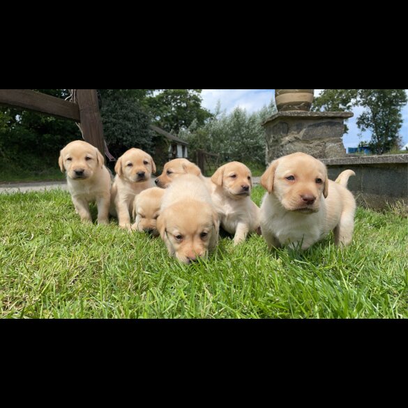 Labrador Retriever - Both
