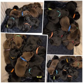 Labrador Retriever - Both
