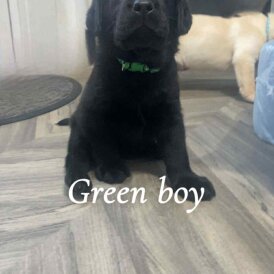 Labrador Retriever - Both