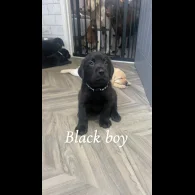 Labrador Retriever - Both