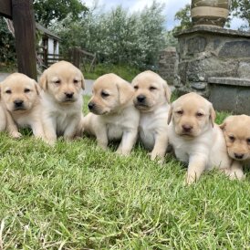 Labrador Retriever - Both