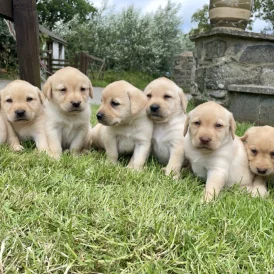 Labrador Retriever - Both