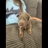 Labrador Retriever - Both